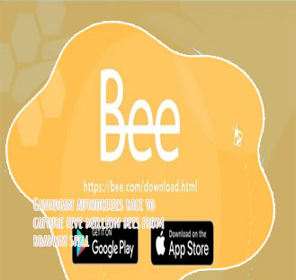 Bee crypto worth
